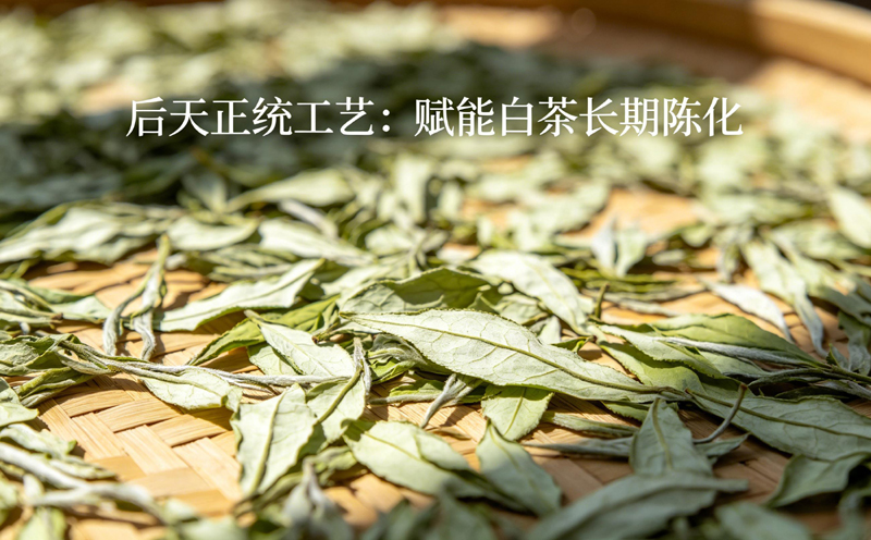 竹匾上均匀地摊开着薄薄一层白茶鲜叶，正在阳光下进行自然萎凋，叶片脉络清晰可见
