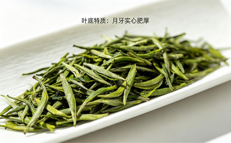 信阳毛尖叶底,芽头呈月牙形,实心胖嫩