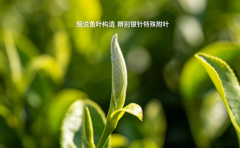 鱼叶是白毫银针茶叶品质风向