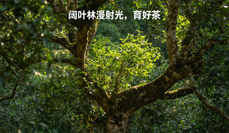 阔叶林漫射光，育好茶