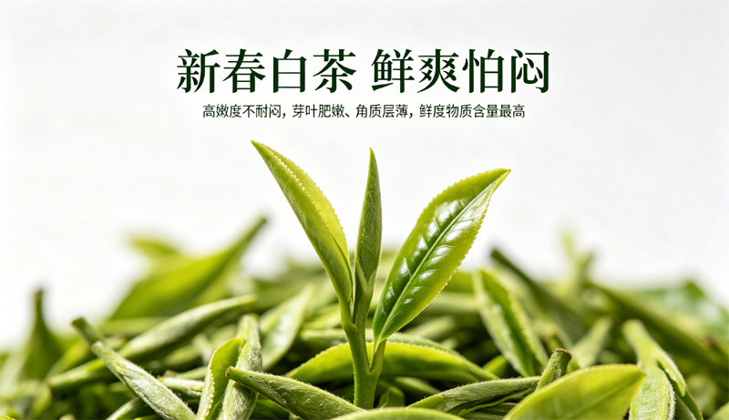 白茶的新老茶开合盖大有讲究