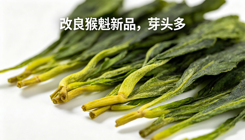 改良猴魁新品种,茶梗根部嫩黄色,叶片翠绿色,芽头多