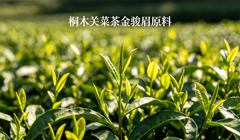 桐木关菜茶金骏眉工艺与风味