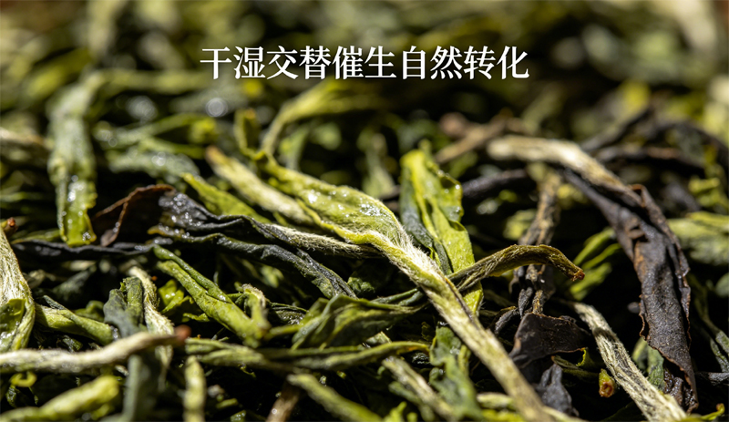 一堆茶叶在经历了反复的干湿交替后，颜色由翠绿逐渐转变为黑褐色，展示了自然发酵的过程