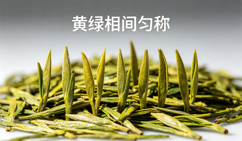 龙井 43 号干茶，条索匀称修长，色泽绿中带黄，黄绿相间