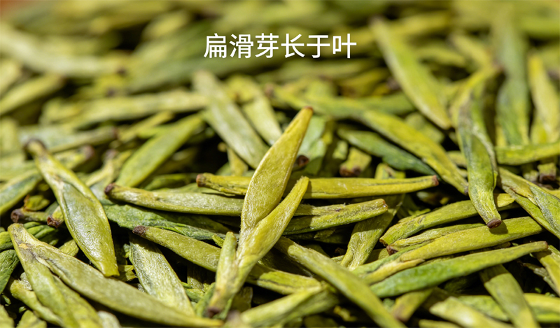 西湖狮峰龙井干茶，扁平光滑，挺直匀整，芽长于叶