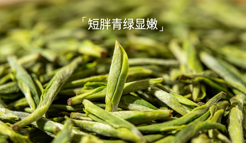 浙江绿茶外形特征精准鉴别点