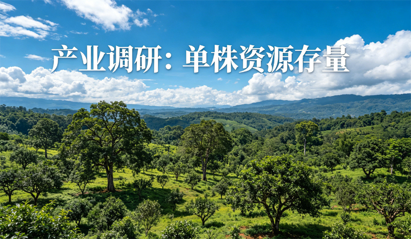 产业调研数据：广阔的西双版纳古茶园，成百上千棵古茶树错落有致，天空湛蓝，白云朵朵。