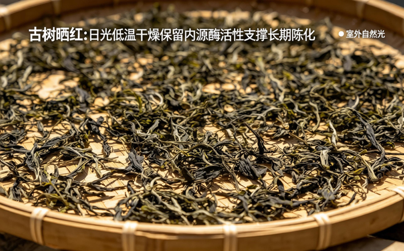 古树晒红:日光低温干燥保留内源酶活性支撑长期陈化。画面呈现了古树晒红在自然日光下低温干燥的过程,以及其内部缓慢的物质转化。