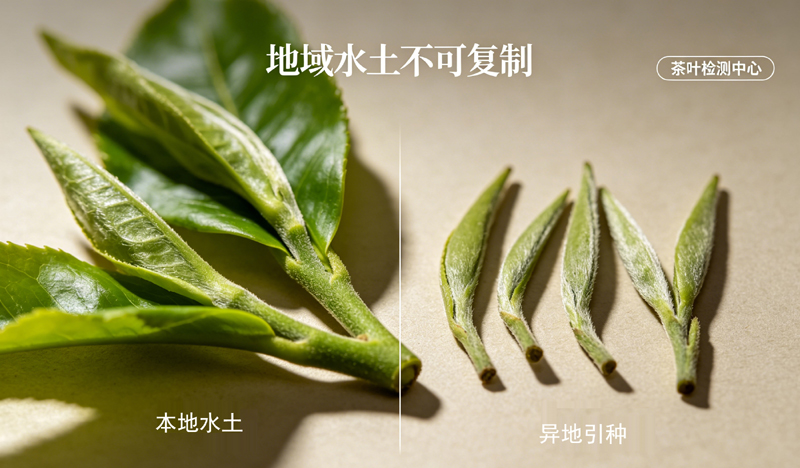 政和大白茶茶叶特写，直观对比了本土（芽头饱满肥厚）与异地引种（芽头纤细瘦小）茶叶的外观差异，体现了地域水土对茶树农艺指标的影响。