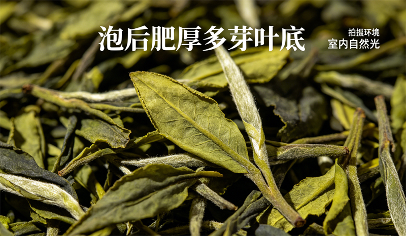 高等级政和白牡丹泡后叶底，芽头多叶片肥厚