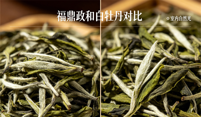福鼎政和同等级白牡丹干茶外形对比，肉眼难区分产区