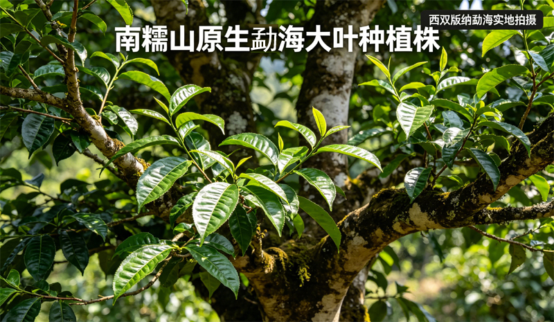 勐海大叶种普洱茶造就劲茶汤