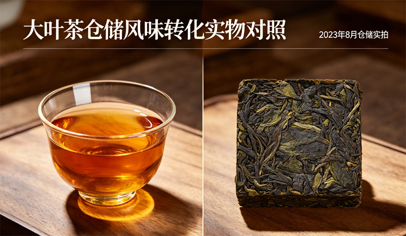 仓储三年大叶晒青干茶与茶汤对比，大叶茶仓储风味转化实物对照