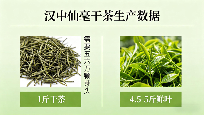 汉中仙毫为何价格不菲？一斤干茶竟需五六万颗早春单茶芽