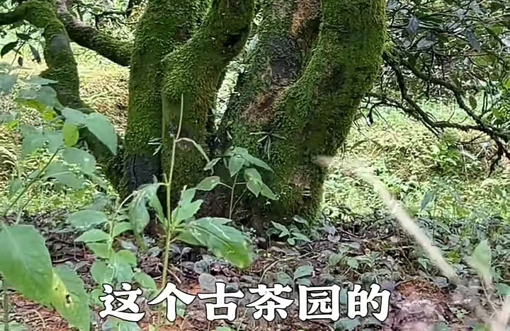 高山老龄古茶树
