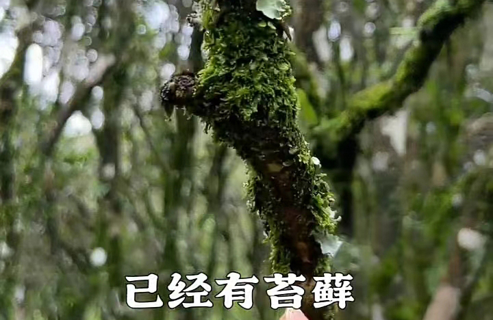 苔藓茶树