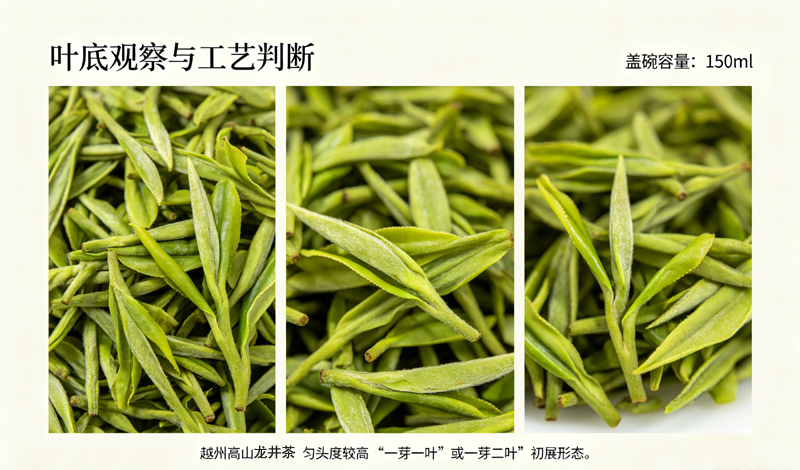 越州高山龙井叶底实拍图,展示嫩绿匀整的一芽一叶、一芽二叶初展形态