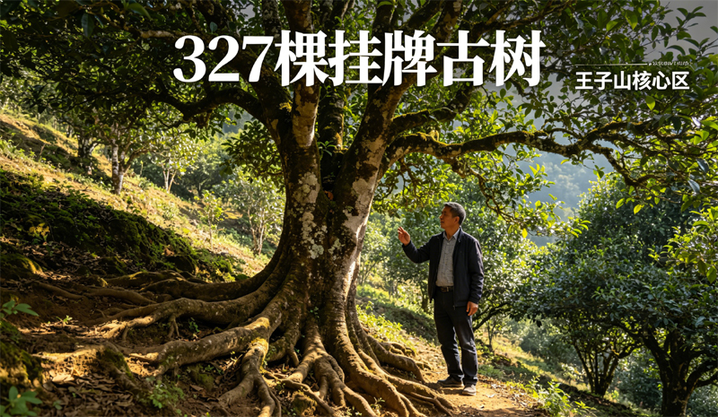 327棵挂牌古树