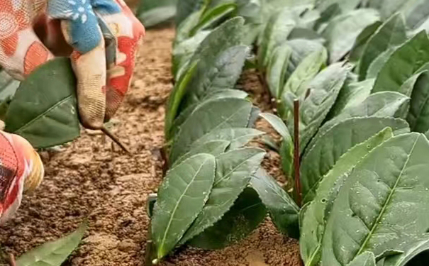 真桐木关正山小种的正山边界