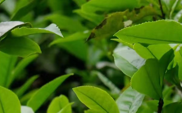 正山小种茶图
