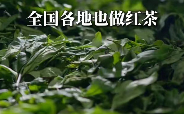 外山红茶图