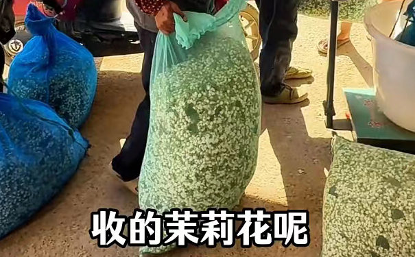 茉莉花茶窨制六步工艺全流程