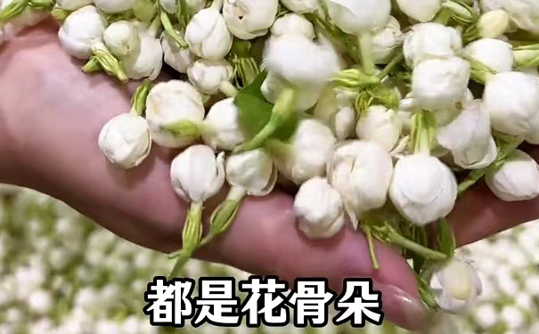 传统茉莉花茶起花工序,分离萎蔫花渣准备复火烘干 窨制完成的茉莉花茶起花筛渣,花渣与茶叶分离实拍
