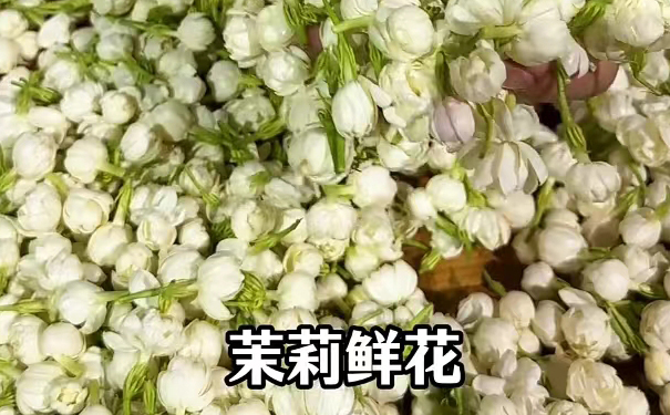 经过完整多轮窨制的优质茉莉花茶,香气沉茶骨成品展示 成品多窨茉莉花茶干茶,条索紧细匀整香气鲜灵实拍