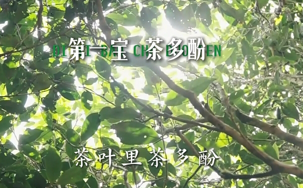 茶多酚‌