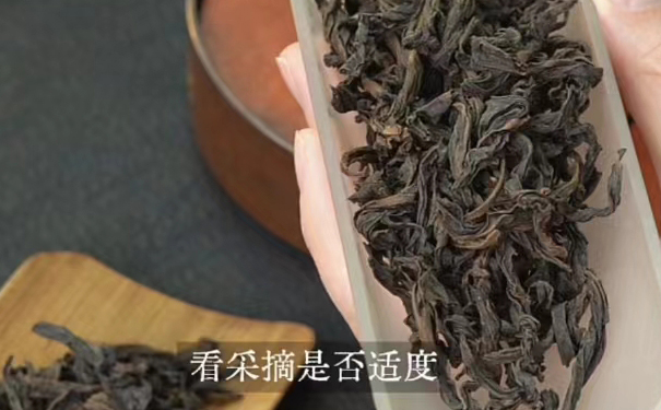 岩茶干茶看外形不能判断山场