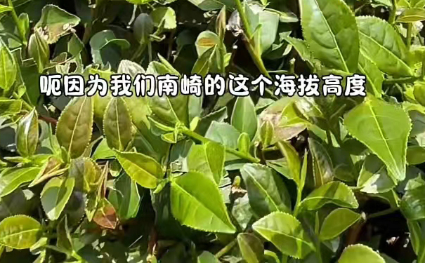 南崎铁观音
