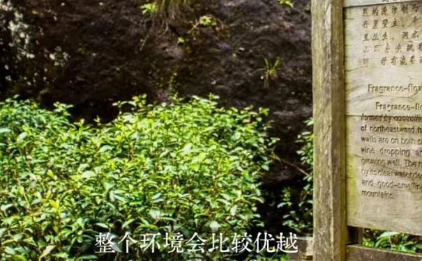 山场环境