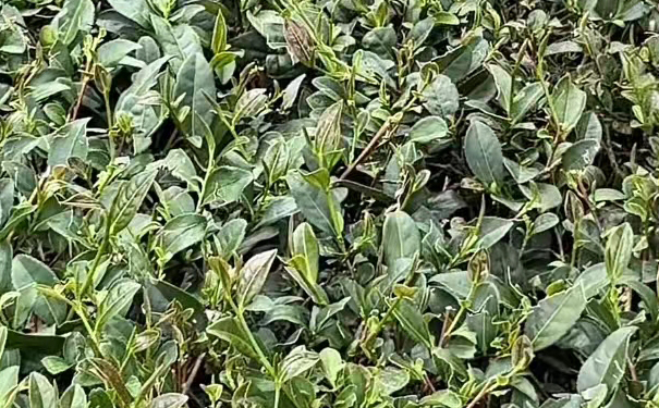 铁观音秋茶 铁观音秋茶