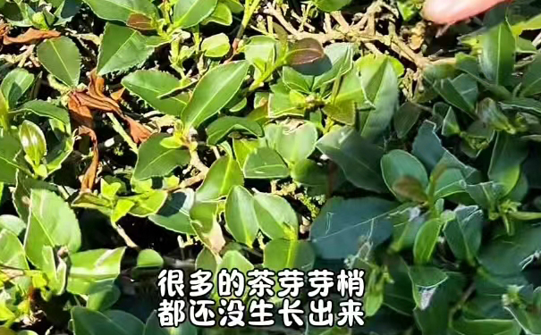 铁观音秋茶上市时节
