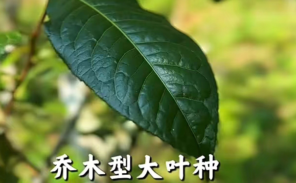 易武绿芽茶原生种的基因真相