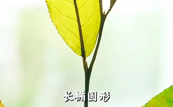 易武绿芽茶一芽四叶叶底细节，展示标志性长尾尖与嫩软质感